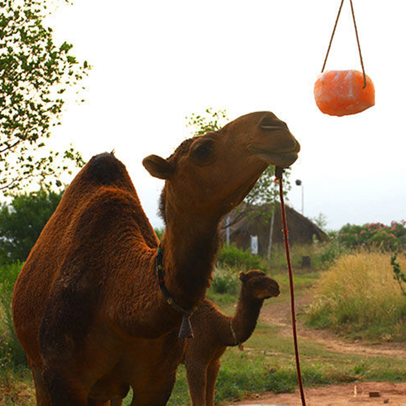 Desert Camels Replenishing
