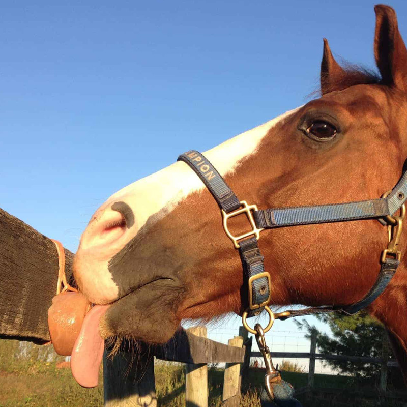 Power Salt for Horses
