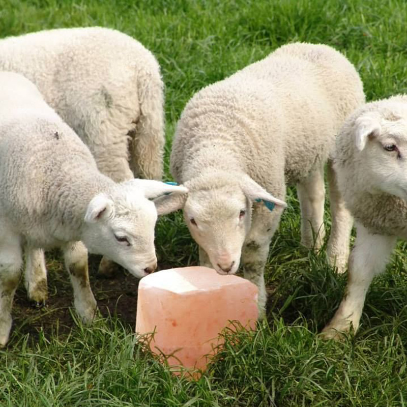 Sheep Thrive on Salt